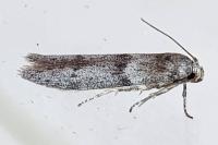 Blastobasis