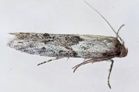 Blastobasis phycidella