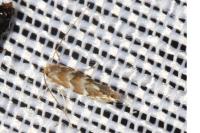 Cameraria ohridella