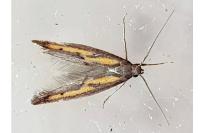 Ochromolopis ictella