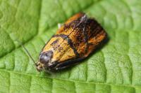 Ptycholoma lecheana