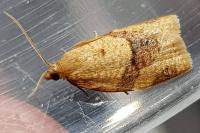 Clepsis consimilana
