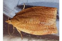 Clepsis consimilana