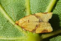 Clepsis consimilana