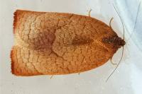 Cacoecimorpha pronubana
