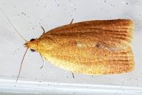 Clepsis consimilana