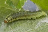 Ptycholoma lecheana