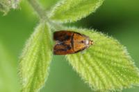 Ptycholoma lecheana