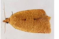 Clepsis consimilana