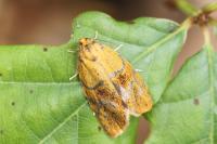 Ptycholoma lecheana