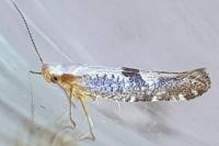 Argyresthia spinosella