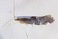 Argyresthia spinosella