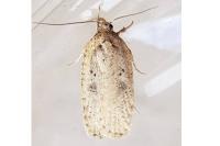 Agonopterix yeatiana