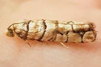 Pseudococcyx tessulatana