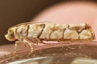 Pseudococcyx tessulatana