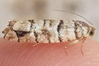 Pseudococcyx tessulatana
