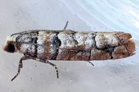 Pseudococcyx tessulatana