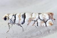 Pseudococcyx tessulatana