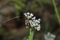 Adela australis