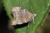 Choreutis nemorana