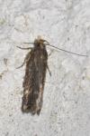 Aroga velocella
