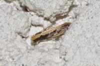 Monopis crocicapitella