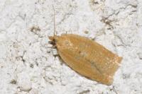 Clepsis consimilana