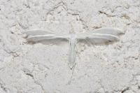 Pterophorus pentadactylus