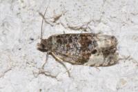 Hedya pruniana