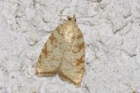 Aleimma loeflingiana