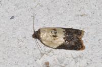 Acleris variegana