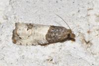Notocelia roborana