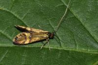 Nemophora degeerella