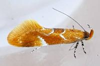 Epicallima formosella