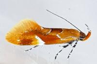 Epicallima formosella