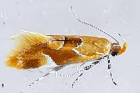 Epicallima formosella
