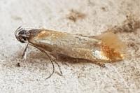 Batia lunaris