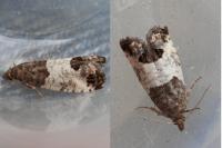 Spilonota ocellana