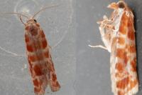Rhyacionia pinicolana