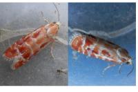 Rhyacionia buoliana