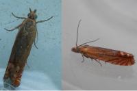 Lathronympha strigana