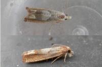Eucosma conterminana