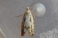 Epinotia granitana