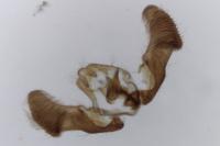 Eucosma obumbratana