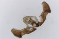 Eucosma obumbratana