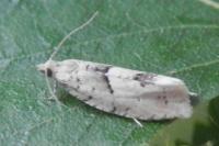Epinotia bilunana