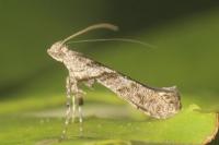 Caloptilia cuculipennella