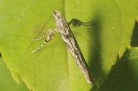 Caloptilia cuculipennella