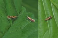 Cameraria ohridella