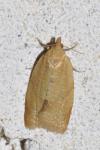 Clepsis consimilana